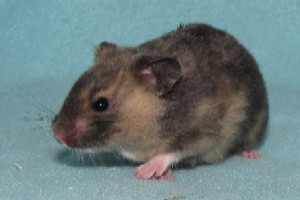 wpe013358b.jpg